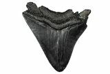 Serrated, Fossil Megalodon Tooth - South Carolina #356857-1